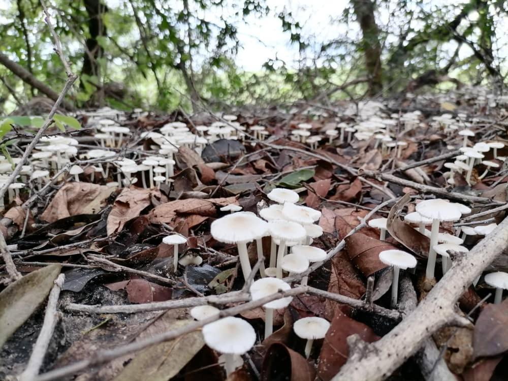 Askiesbos - Samochima Bush Camp Shakawe ภายนอก รูปภาพ