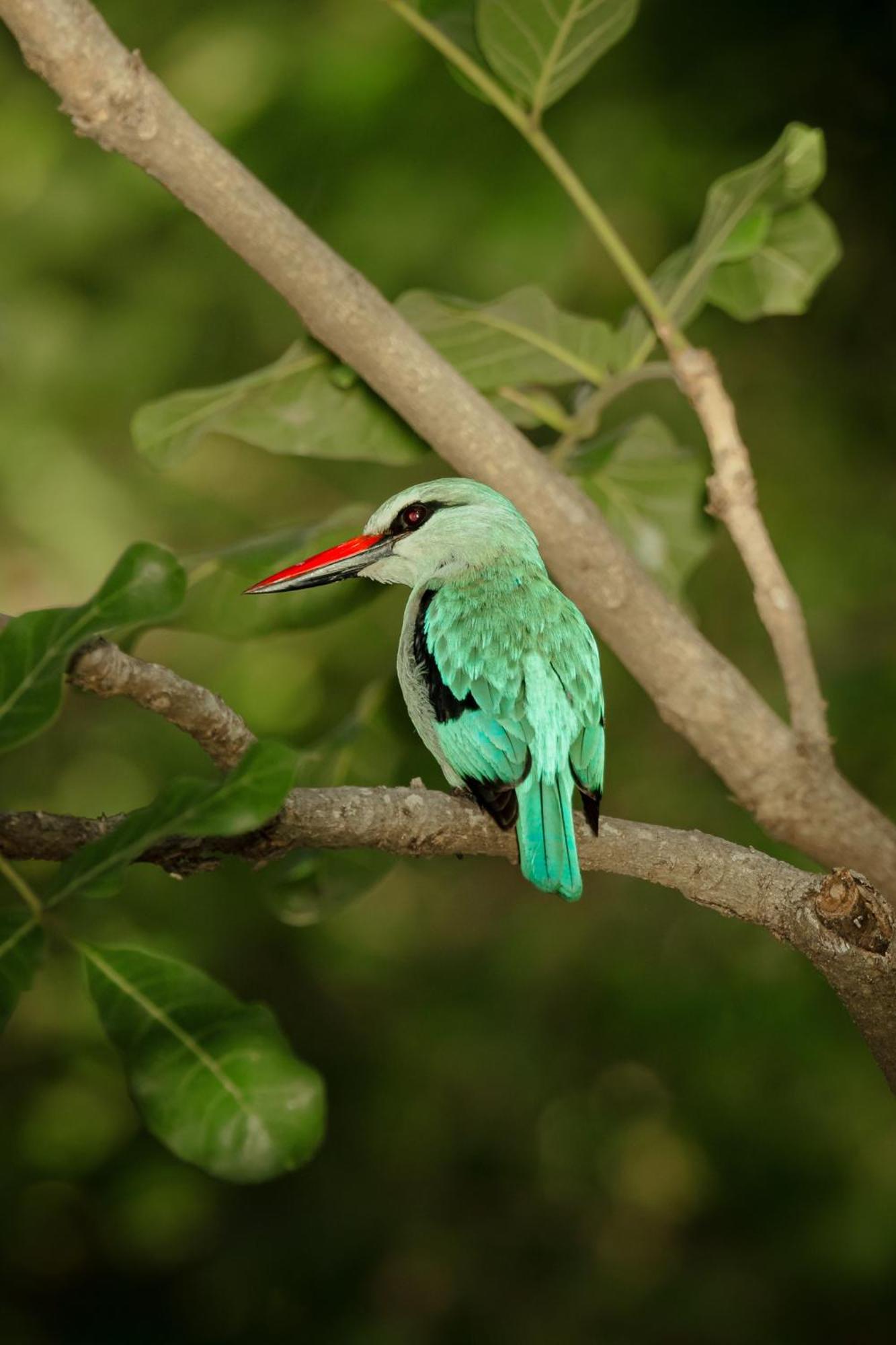 Askiesbos - Samochima Bush Camp Shakawe ภายนอก รูปภาพ