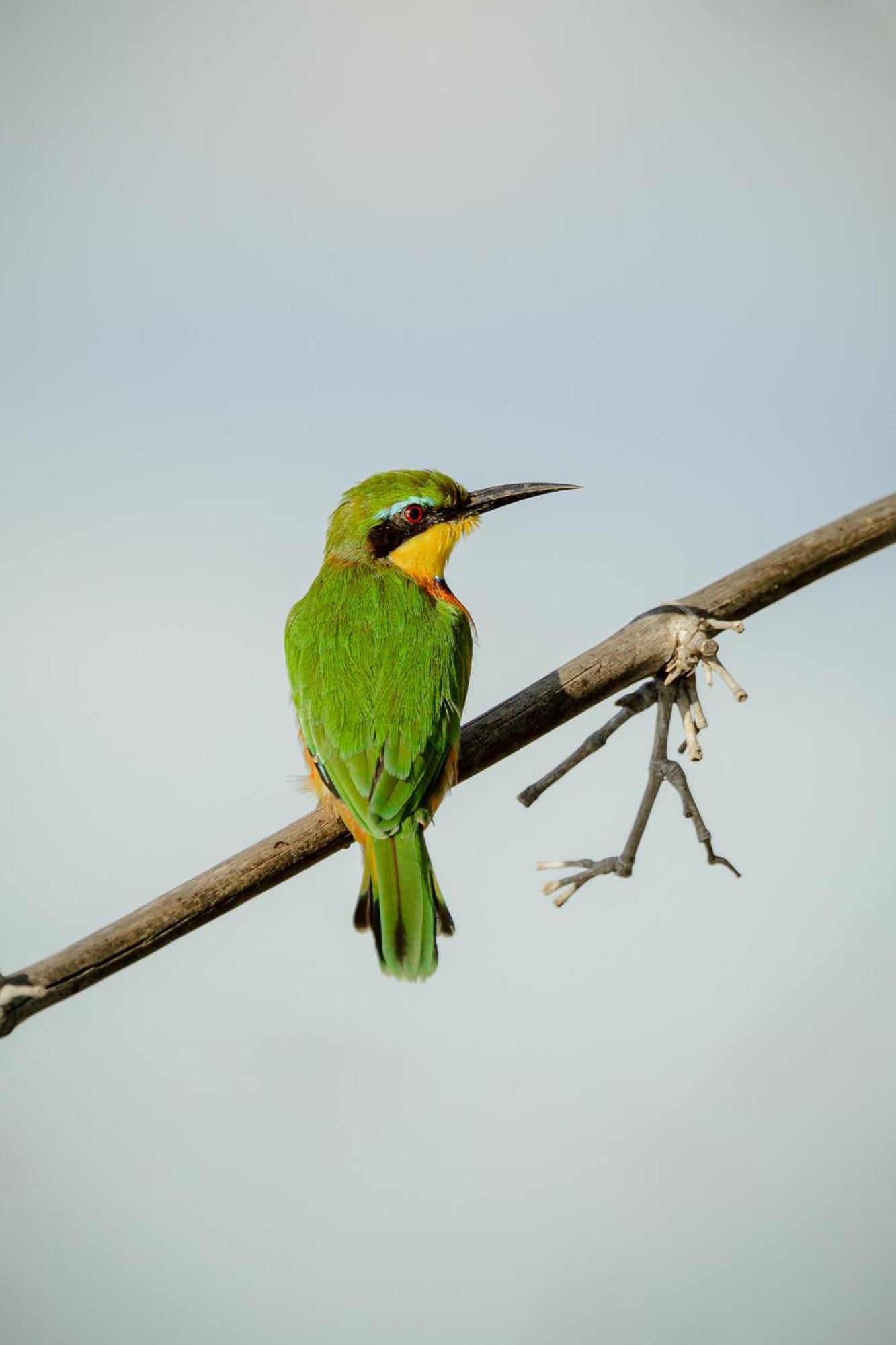 Askiesbos - Samochima Bush Camp Shakawe ภายนอก รูปภาพ