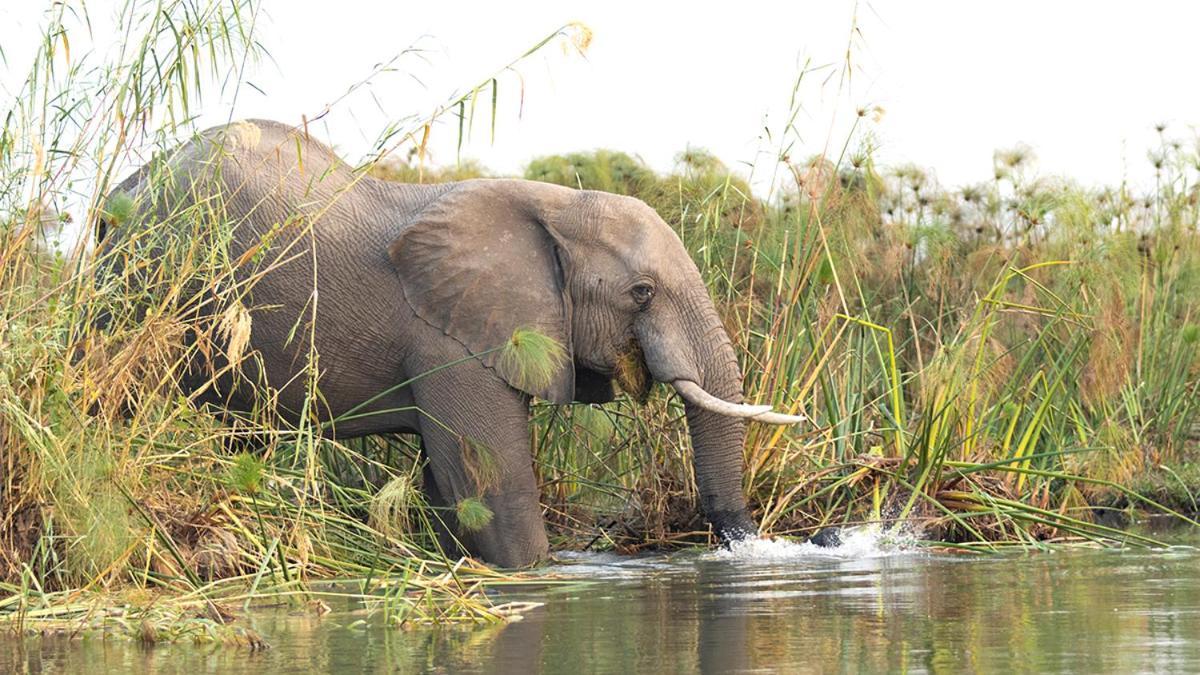 Askiesbos - Samochima Bush Camp Shakawe ภายนอก รูปภาพ